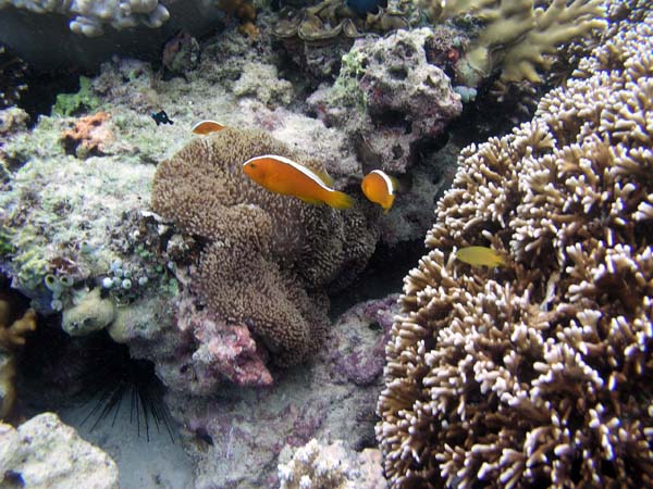 Unterwasserwelt, Lankayan/Kapalai