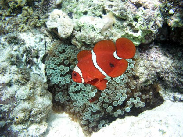 Unterwasserwelt, Lankayan/Kapalai