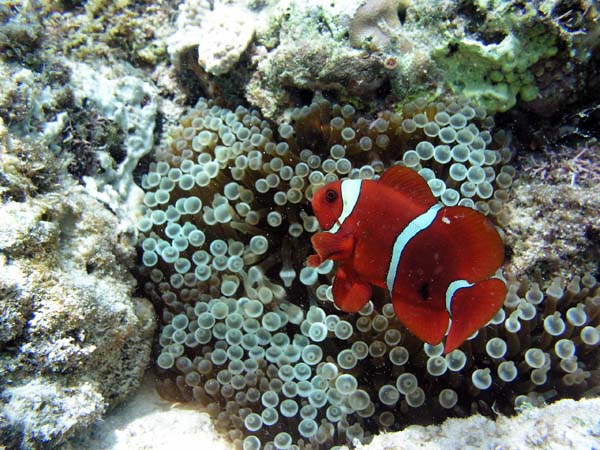 Unterwasserwelt, Lankayan/Kapalai