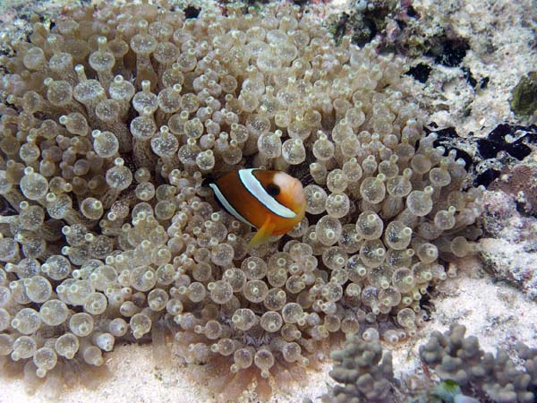 Unterwasserwelt, Lankayan/Kapalai