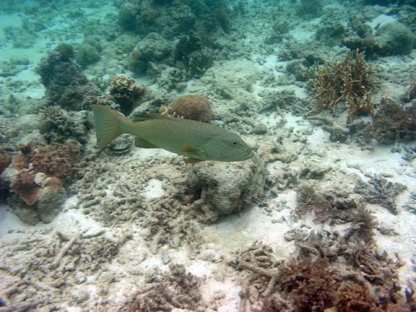 Unterwasserwelt, Lankayan/Kapalai