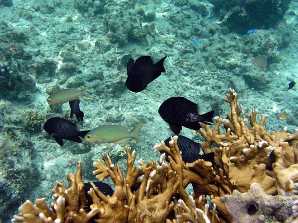 Unterwasserwelt, Lankayan/Kapalai