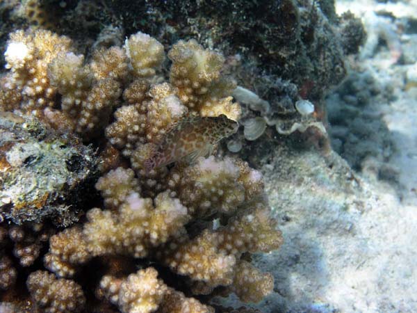 Unterwasserwelt, Lankayan/Kapalai