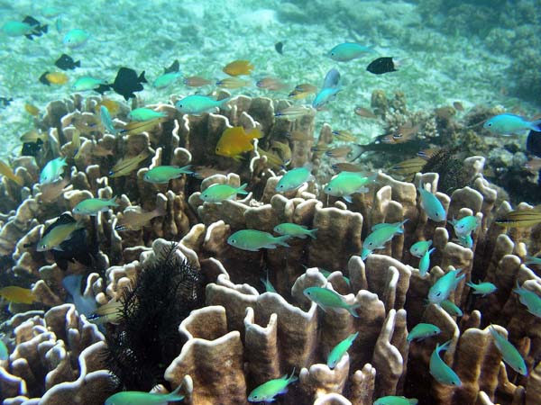 Unterwasserwelt, Lankayan/Kapalai