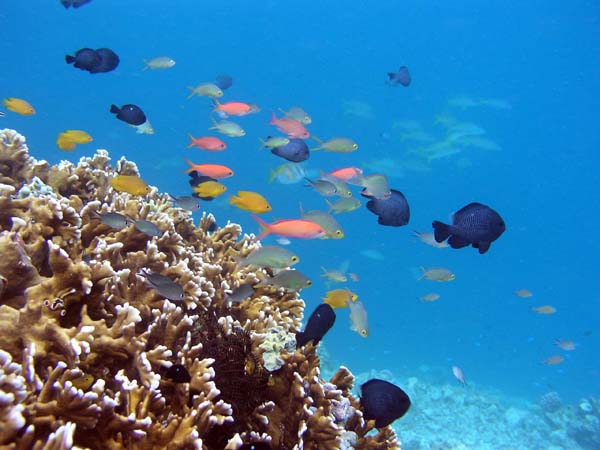 Unterwasserwelt, Lankayan/Kapalai