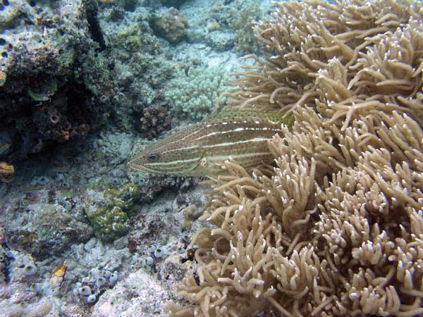 Unterwasserwelt, Lankayan/Kapalai