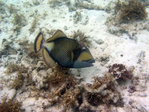 Unterwasserwelt, Lankayan/Kapalai