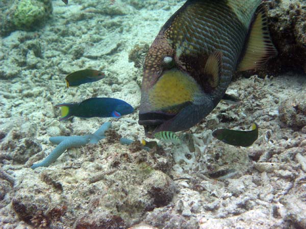 Unterwasserwelt, Lankayan/Kapalai