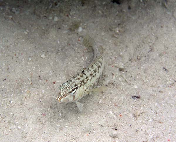 Unterwasserwelt, Lankayan/Kapalai