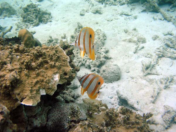 Unterwasserwelt, Lankayan/Kapalai