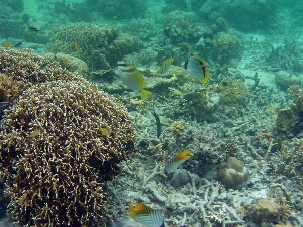 Unterwasserwelt, Lankayan/Kapalai