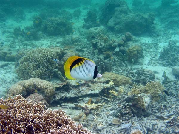 Unterwasserwelt, Lankayan/Kapalai