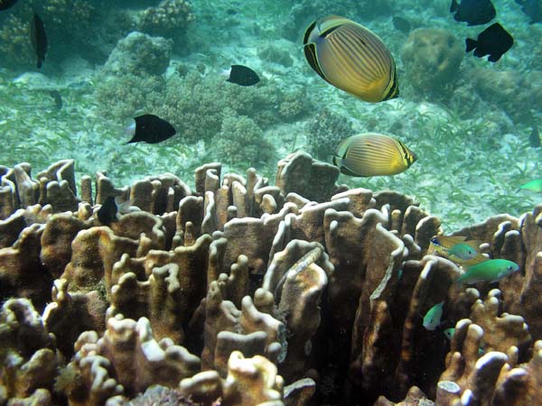 Unterwasserwelt, Lankayan/Kapalai