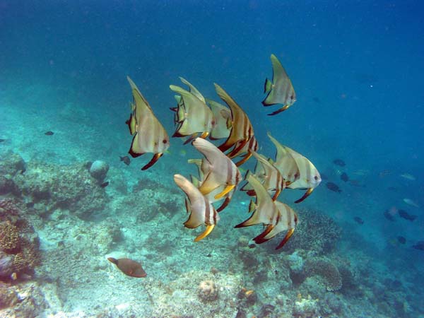 Unterwasserwelt, Lankayan/Kapalai