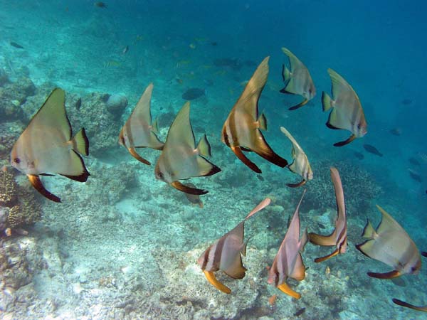 Unterwasserwelt, Lankayan/Kapalai