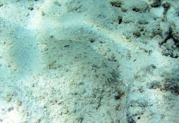 Unterwasserwelt, Lankayan/Kapalai