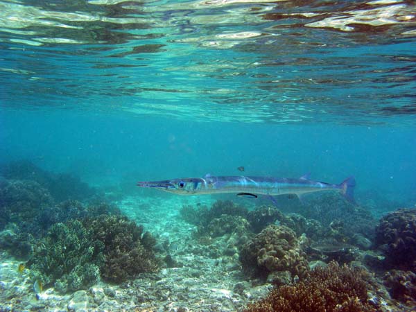 Unterwasserwelt, Lankayan/Kapalai