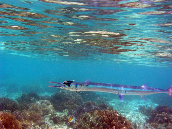 Unterwasserwelt, Lankayan/Kapalai