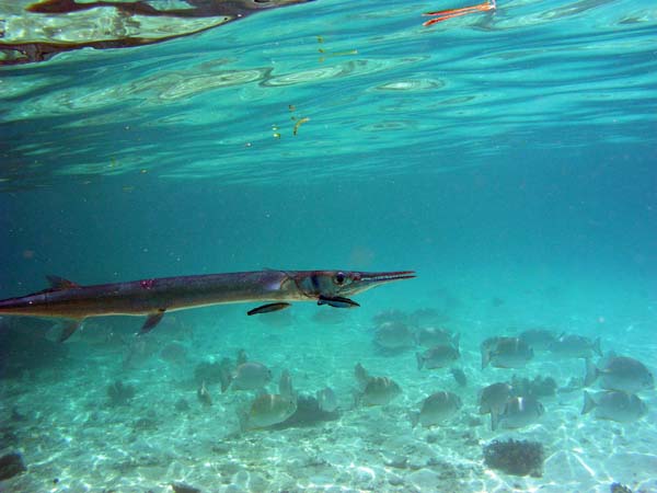 Unterwasserwelt, Lankayan/Kapalai