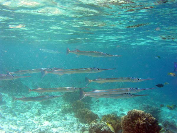 Unterwasserwelt, Lankayan/Kapalai