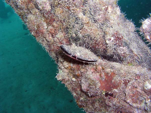 Unterwasserwelt, Lankayan/Kapalai