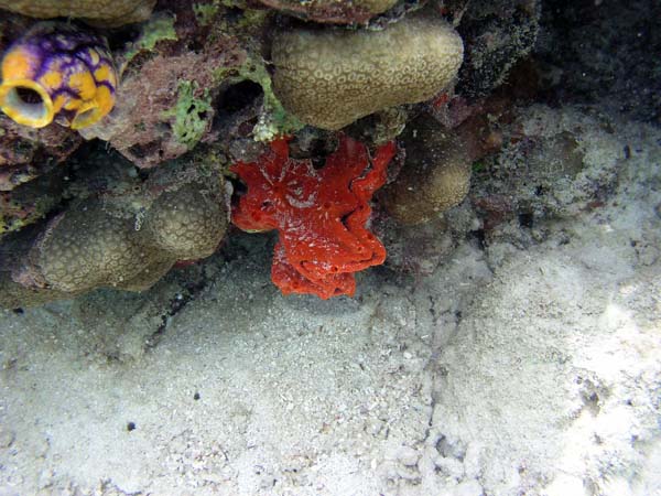 Unterwasserwelt, Lankayan/Kapalai