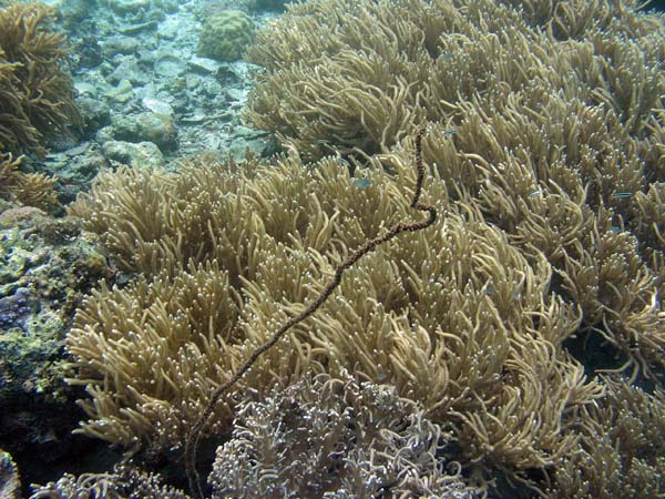Unterwasserwelt, Lankayan/Kapalai