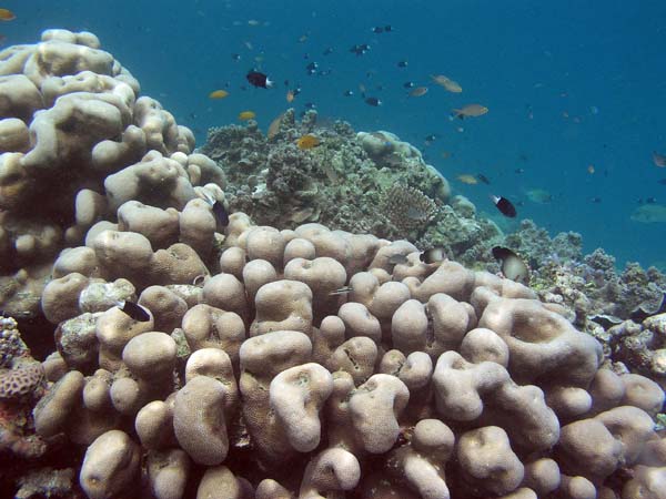 Unterwasserwelt, Lankayan/Kapalai