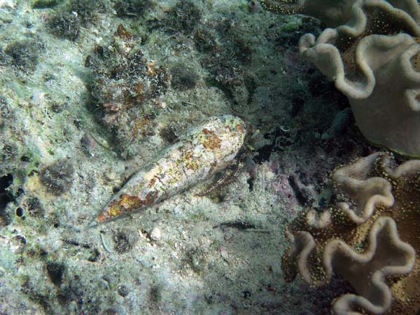 Unterwasserwelt, Lankayan/Kapalai