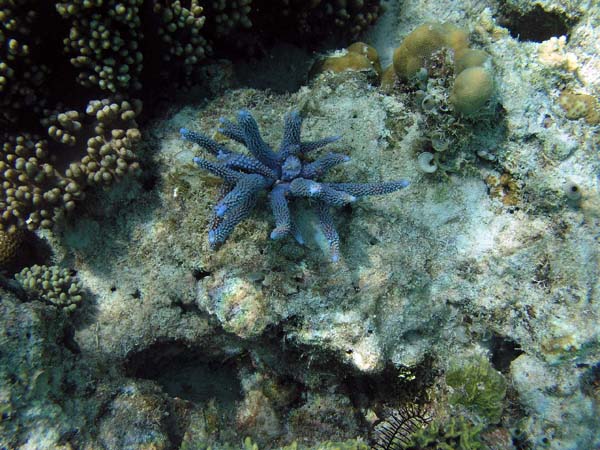 Unterwasserwelt, Lankayan/Kapalai