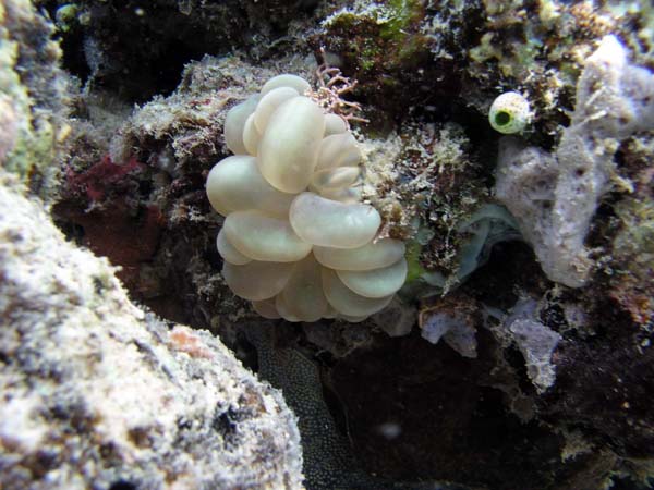 Unterwasserwelt, Lankayan/Kapalai