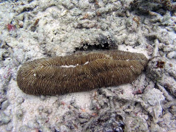 Unterwasserwelt, Lankayan/Kapalai