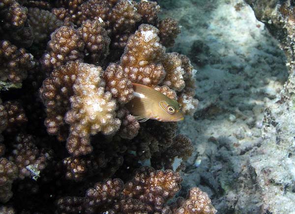 Unterwasserwelt, Lankayan/Kapalai