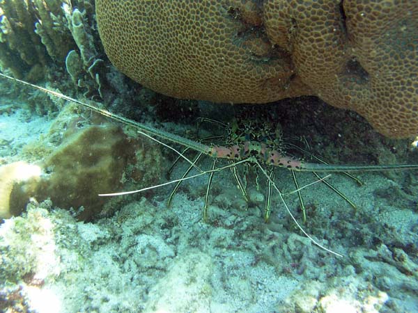 Unterwasserwelt, Lankayan/Kapalai