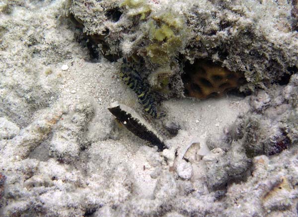 Unterwasserwelt, Lankayan/Kapalai