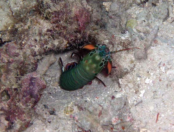 Unterwasserwelt, Lankayan/Kapalai