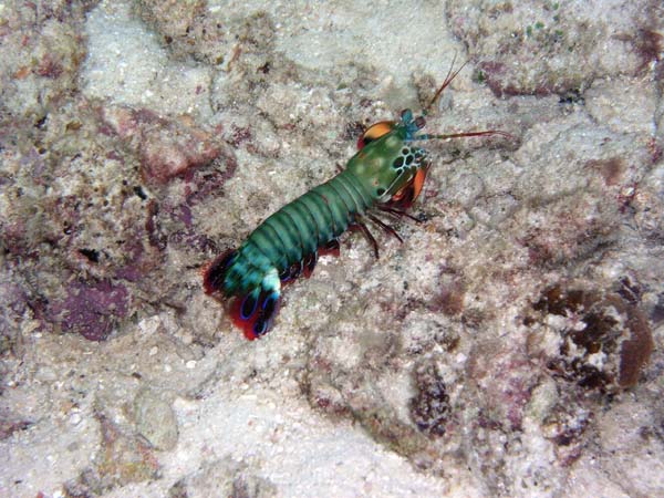 Unterwasserwelt, Lankayan/Kapalai