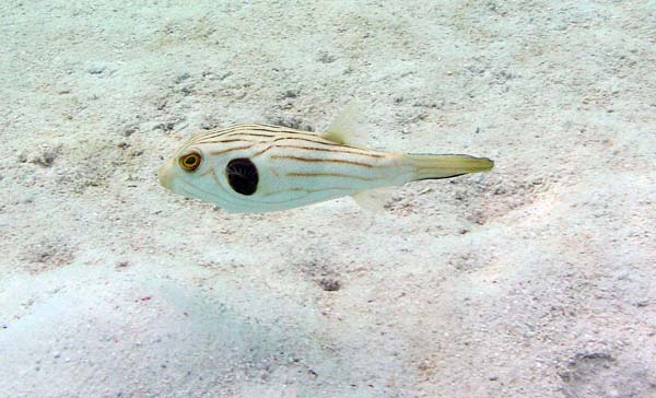 Unterwasserwelt, Lankayan/Kapalai