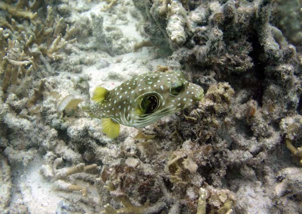 Unterwasserwelt, Lankayan/Kapalai