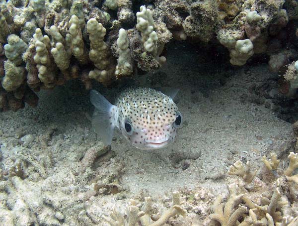 Unterwasserwelt, Lankayan/Kapalai