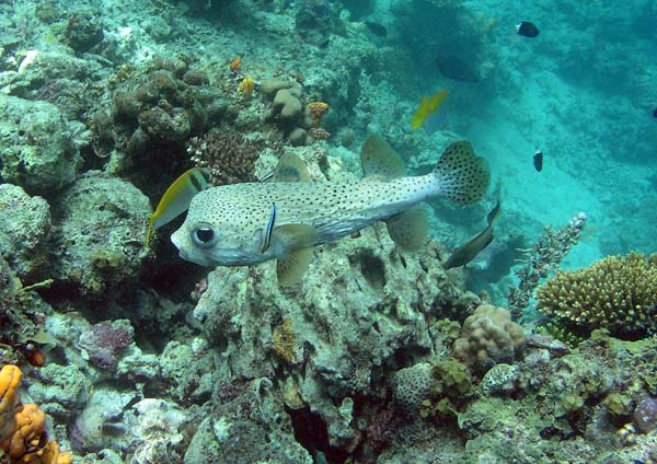 Unterwasserwelt, Lankayan/Kapalai