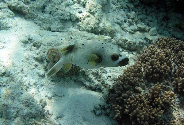 Unterwasserwelt, Lankayan/Kapalai