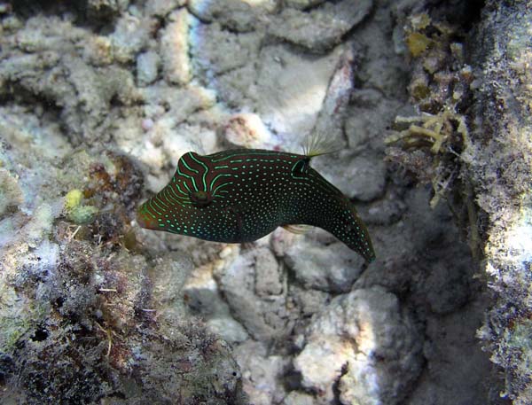 Unterwasserwelt, Lankayan/Kapalai