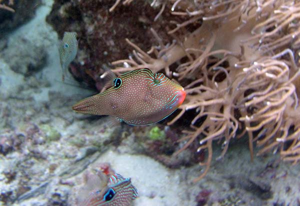 Unterwasserwelt, Lankayan/Kapalai