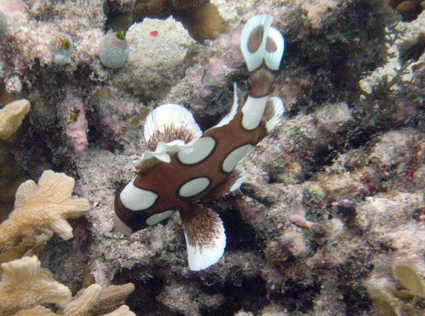 Unterwasserwelt, Lankayan/Kapalai