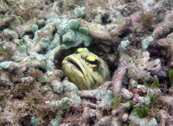 Unterwasserwelt, Lankayan/Kapalai