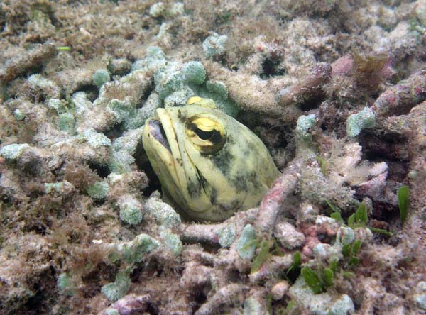 Unterwasserwelt, Lankayan/Kapalai