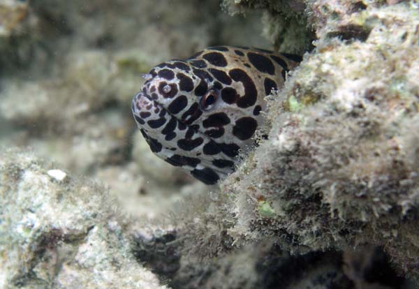 Unterwasserwelt, Lankayan/Kapalai