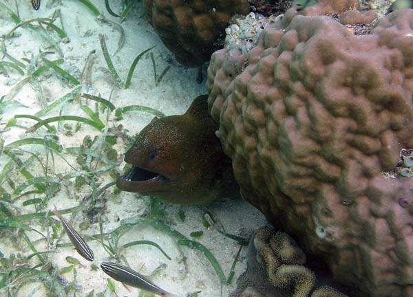 Unterwasserwelt, Lankayan/Kapalai