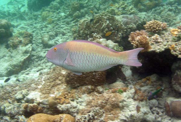 Unterwasserwelt, Lankayan/Kapalai